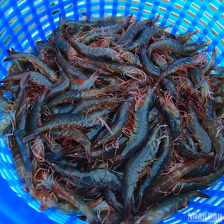 Sản phẩm tôm nuôi theo công nghệ MPBiO có màu sậm, chân đỏ đẹp mắt nhưng cấu thành chi phí nuôi thấp, giá bán cao. Sản phẩm tôm nuôi theo công nghệ MPBiO có màu sậm, chân đỏ đẹp mắt nhưng cấu thành chi phí nuôi thấp, giá bán cao.