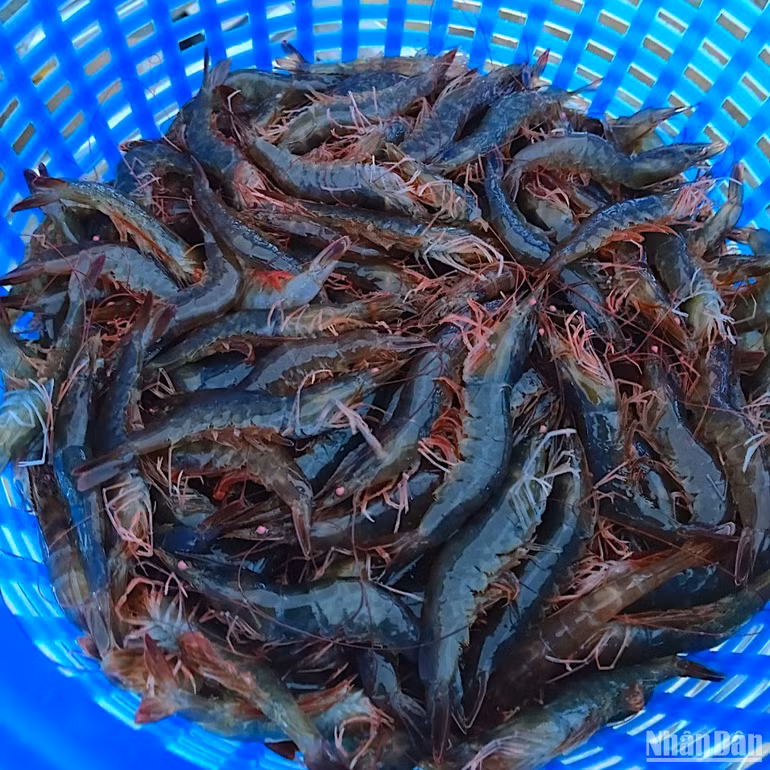 Sản phẩm tôm nuôi theo công nghệ MPBiO có màu sậm, chân đỏ đẹp mắt nhưng cấu thành chi phí nuôi thấp, giá bán cao.
