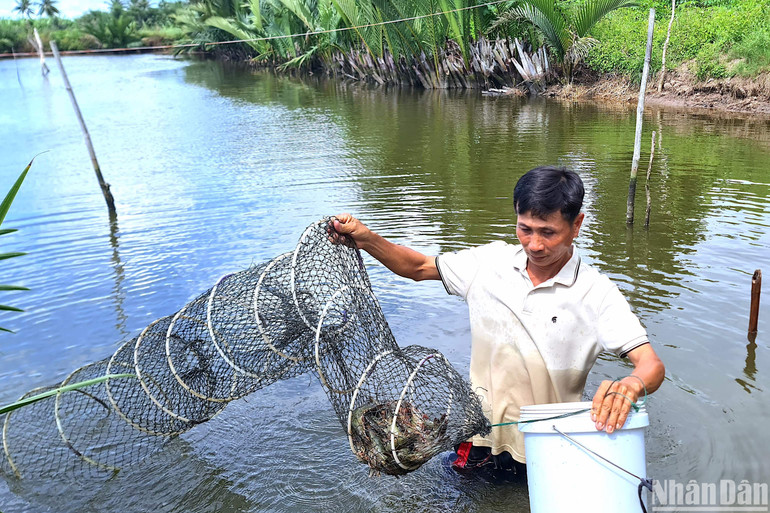 Nông dân vùng tôm-lúa xã Biển Bạch Đông thu hoạch tôm nuôi trên đồng tôm theo hướng sản xuất an toàn, bền vững đạt tiêu chuẩn BAP.