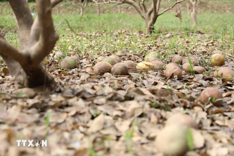 Nhiều cây chuẩn bị thu hoạch giờ quả rụng đầy gốc... gây thiệt hại lớn đối với người trồng bưởi xã Đại Minh. (Ảnh: Tuấn Anh/TTXVN)