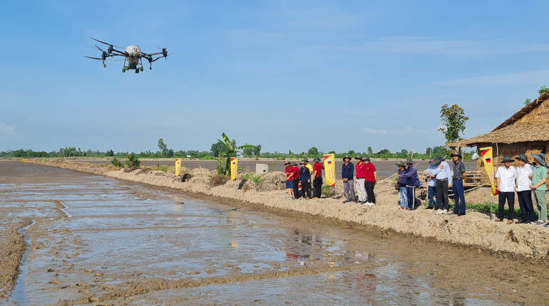 Sản xuất lúa theo mô hình ướt khô xen kẻ ở huyện Châu Thành A.