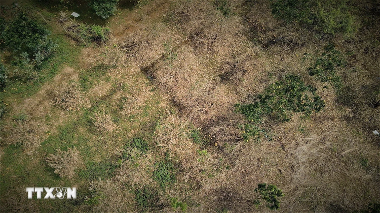 Gần 50% diện tích trồng bưởi của các thôn Khả Lĩnh, Minh Thân, Cầu Mơ ở xã Đại Minh, huyện Yên Bình, tỉnh Yên Bái bị thiệt hại sau lũ. (Ảnh: Tuấn Anh/TTXVN)