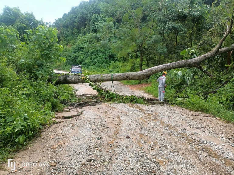 Có hơn 77ha cây trồng bị gẫy đổ; 105 con gia cầm bị chết; nhiều cây xanh, pa-nô biển báo bị gẫy đổ.