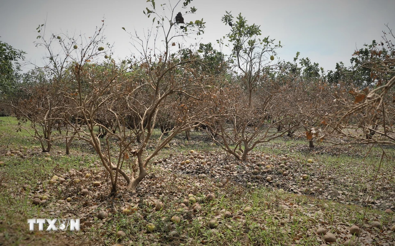 Vườn bưởi chuẩn bị cho thu hoạch giờ rụng hết quả chỉ còn trơ gốc. (Ảnh: Tuấn Anh/TTXVN)