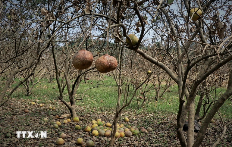 Một vài quả còn sót lại trên cây sau trận ngập lụt vừa qua tại một gia đình trồng bưởi ở xã Đại Minh. (Ảnh: Tuấn Anh/TTXVN)