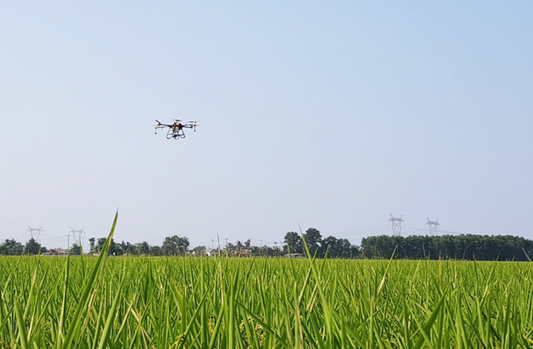 Máy bay không người lái phun chế phẩm sữa tươi trộn trứng gà cho lúa hữu cơ của Sepon Group.