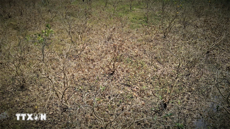 Gần 100ha bưởi của các thôn Khả Lĩnh, Minh Thân, Cầu Mơ ở xã Đại Minh, huyện Yên Bình bị thiệt hại do ngập trong nước nhiều ngày. (Ảnh: Tuấn Anh/TTXVN)