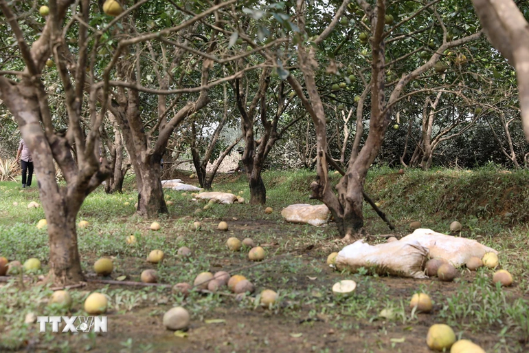 Nhiều cây chuẩn bị thu hoạch giờ quả rụng đầy gốc. (Ảnh: Tuấn Anh/TTXVN)