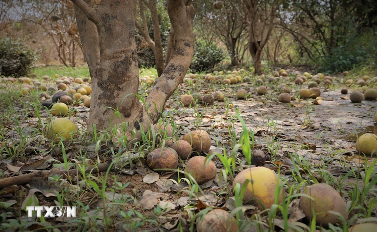 Bưởi Đại Minh, huyện Yên Bình, tỉnh Yên Bái được mệnh danh là "bưởi tiến Vua", mỗi năm mang về thu nhập hàng chục tỷ đồng cho người dân địa phương, nhưng giờ đây chỉ còn là những gốc cây trơ trụi, lá đã khô héo. (Ảnh: Tuấn Anh/TTXVN)