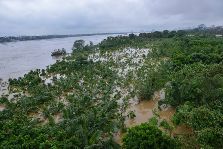 Cây trồng của người dân khu vực bãi sông Hồng bị ngập gần tới ngọn.