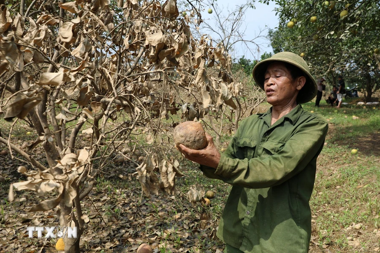 Ông Nguyễn Văn Tá, thôn Minh Thân, xã Đại Minh xót xa khi toàn bộ 230 gốc bưởi sắp cho thu hoạch của gia đình đã bị ngập chìm trong nước do chịu ảnh hưởng của hoàn lưu cơn bão số 3. (Ảnh: Tuấn Anh/TTXVN)