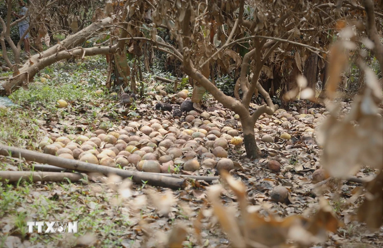 Nhiều cây chuẩn bị thu hoạch giờ quả rụng đầy gốc... gây thiệt hại lớn đối với người trồng bưởi xã Đại Minh. (Ảnh: Tuấn Anh/TTXVN)
