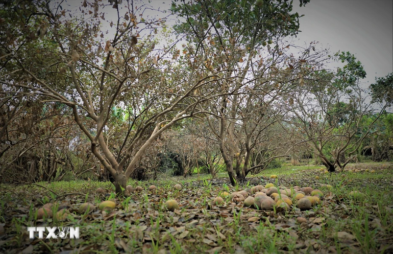 Nhiều cây chuẩn bị thu hoạch giờ quả rụng đầy gốc. (Ảnh: Tuấn Anh/TTXVN)