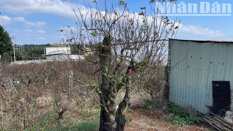 Nhiều cây đào được trồng lâu năm nên có giá lên đến hàng triệu đồng. Nhiều cây đào được trồng lâu năm nên có giá lên đến hàng triệu đồng.