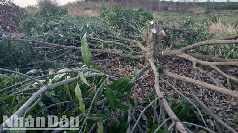 Cây trồng lâu năm trên đất bị lấn chiếm tại Tiểu khu 293 bị cưa bỏ.