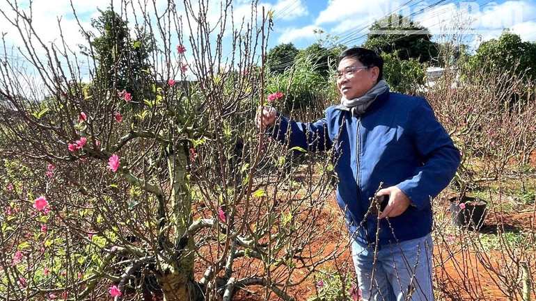 Trước đây người dân miền nam nói chung, Tây Nguyên nói riêng mỗi khi Tết đến Xuân về chủ yếu chơi hoa mai vàng nhưng nay nhiều gia đình đã chơi hoa đào trong những ngày Tết. Trước đây người dân miền nam nói chung, Tây Nguyên nói riêng mỗi khi Tết đến Xuân về chủ yếu chơi hoa mai vàng nhưng nay nhiều gia đình đã chơi hoa đào trong những ngày Tết.