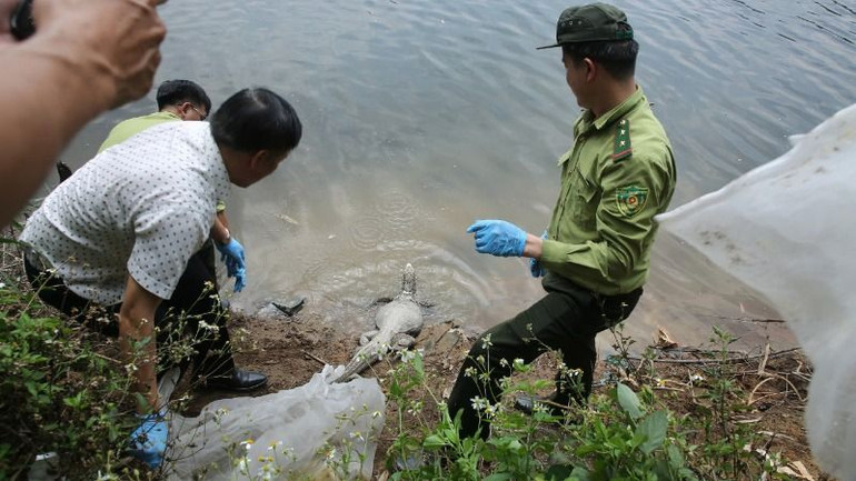 Thả cá thể Kỳ đà về với tự nhiên.