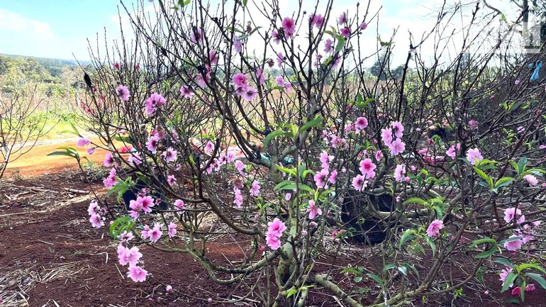 Hoa đào trồng ở đây có hai màu, một loại đỏ thắm và một loại hồng nhạt. Hoa đào trồng ở đây có hai màu, một loại đỏ thắm và một loại hồng nhạt.