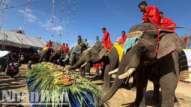 Tiệc buffet cho voi. Tiệc buffet cho voi.