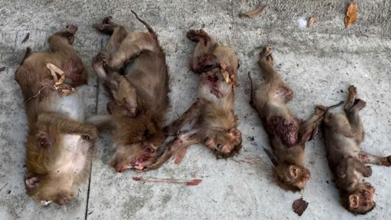 Năm cá thể khỉ đuôi lợn thuộc nhóm IIB, nằm trong danh mục động vật rừng nguy cấp, quý hiếm bị các đối tượng bắn chết.