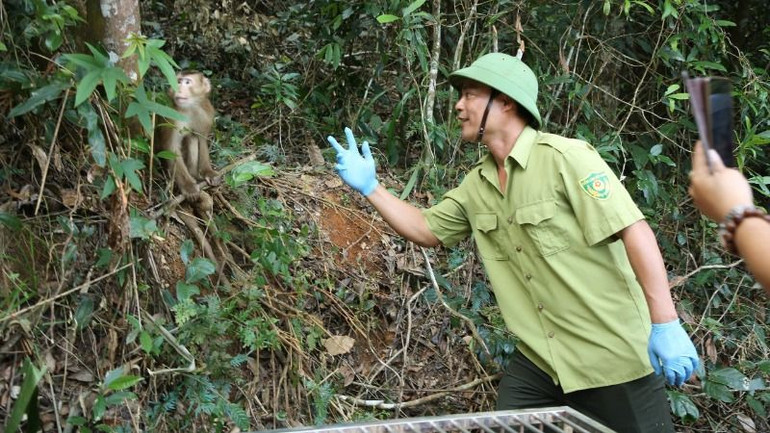 Chào cá thể khỉ trước khi về với tự nhiên.