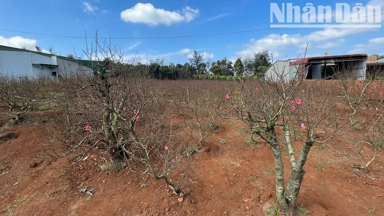 Một vườn hoa đào của người dân trồng ở phường Thống Nhất, thị xã Buôn Hồ. Một vườn hoa đào của người dân trồng ở phường Thống Nhất, thị xã Buôn Hồ.