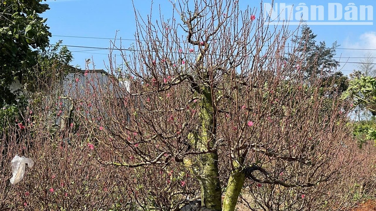 Nhờ chăm sóc đúng kỹ thuật nên nhiều gốc đào ở đây có tán đẹp và ra hoa đúng vào dịp Tết. Nhờ chăm sóc đúng kỹ thuật nên nhiều gốc đào ở đây có tán đẹp và ra hoa đúng vào dịp Tết.