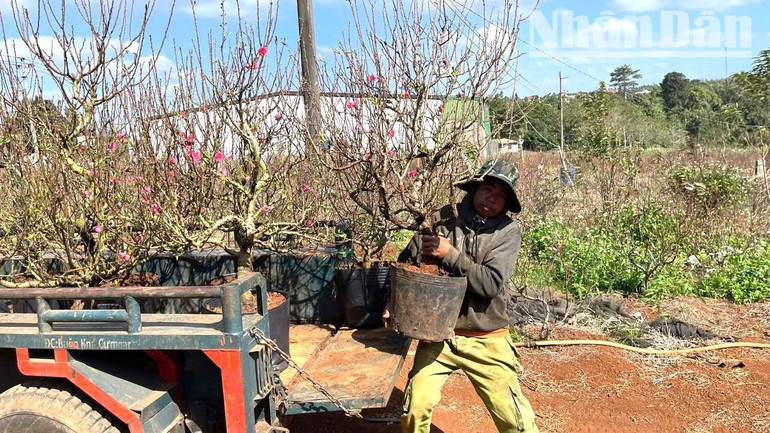 Càng gần đến ngày Tết, nhu cầu mua đào về chơi Tết của khách càng cao. Càng gần đến ngày Tết, nhu cầu mua đào về chơi Tết của khách càng cao.
