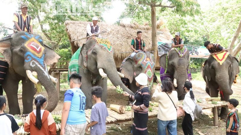 Đến với Trung tâm Du lịch Cầu treo Buôn Đôn, du khách khách được tìm hiểu về nghệ thuật săn bắt và thuần dưỡng voi rừng của đồng bào dân tộc nơi đây.