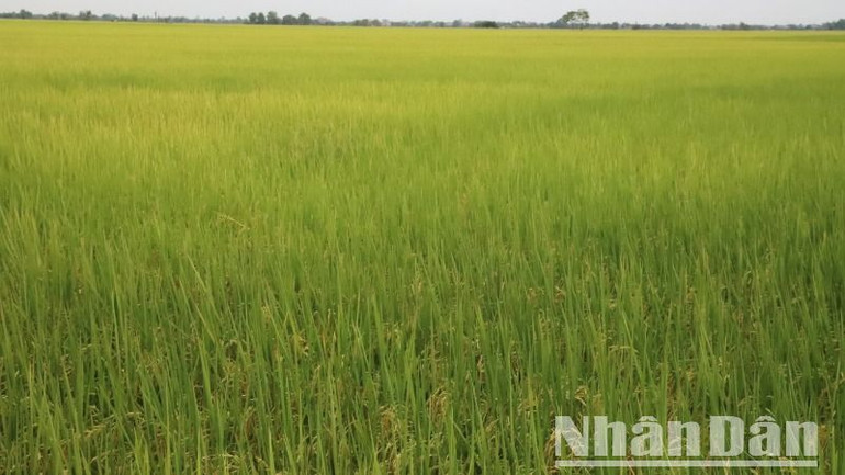 Kể từ khi hệ thống thủy lợi Hồ Ea Súp Thượng được xây dựng năm 2001 và đi vào hoạt động từ năm 2005 đến nay đã biến vùng bình nguyên Ea Súp thành một trong những vựa lúa lớn nhất tỉnh Đắk Lắk. Kể từ khi hệ thống thủy lợi Hồ Ea Súp Thượng được xây dựng năm 2001 và đi vào hoạt động từ năm 2005 đến nay đã biến vùng bình nguyên Ea Súp thành một trong những vựa lúa lớn nhất tỉnh Đắk Lắk.