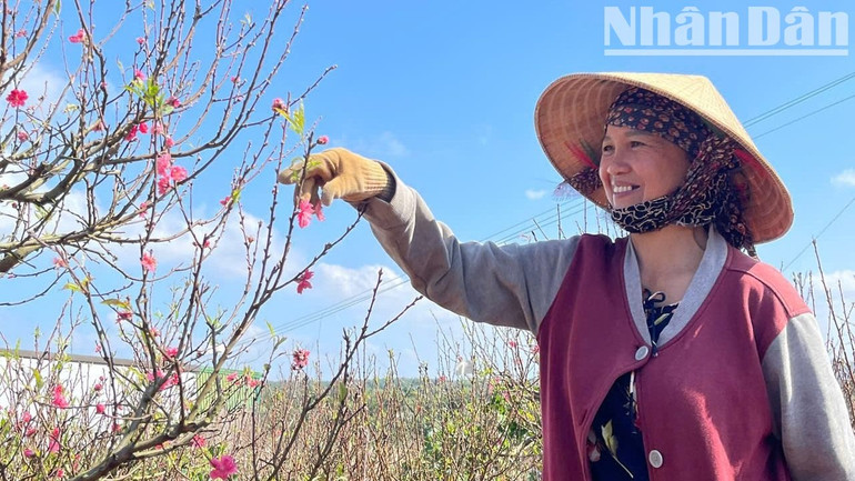 Năm nay, giá các loại nông sản ở Tây Nguyên tăng cao nên người trồng đào ở thị xã Buôn Hồ hy vọng sẽ bán được nhiều hoa đào. Năm nay, giá các loại nông sản ở Tây Nguyên tăng cao nên người trồng đào ở thị xã Buôn Hồ hy vọng sẽ bán được nhiều hoa đào.