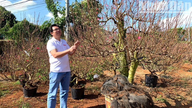 Nhiều cây đào đã được đưa vào chậu sẵn sàng phục vụ khách. Nhiều cây đào đã được đưa vào chậu sẵn sàng phục vụ khách.