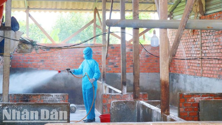 Các ngành chức năng tỉnh Đắk Lắk phun hóa chất xử lý môi trường phòng dịch bệnh trên đàn vật nuôi.