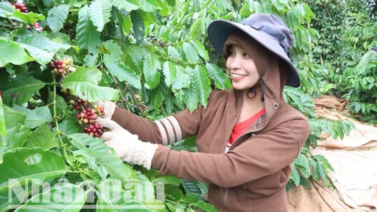 Biết tin “Tri thức trồng và chế biến cà-phê Đắk Lắk” được đưa vào Danh mục di sản văn hóa phi vật thể quốc gia khiến người trồng cà-phê ở Đắk Lắk hết sức phấn khởi.