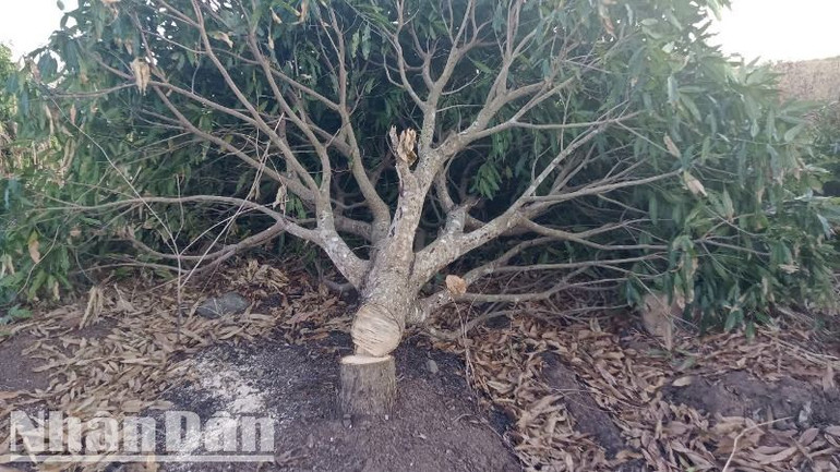 Cây xoài được trồng trên đất lâm nghiệp bị lấn chiếm, mua bán trái phép tại Tiểu khu 293, xã Cư M'lan bị cưa bỏ.