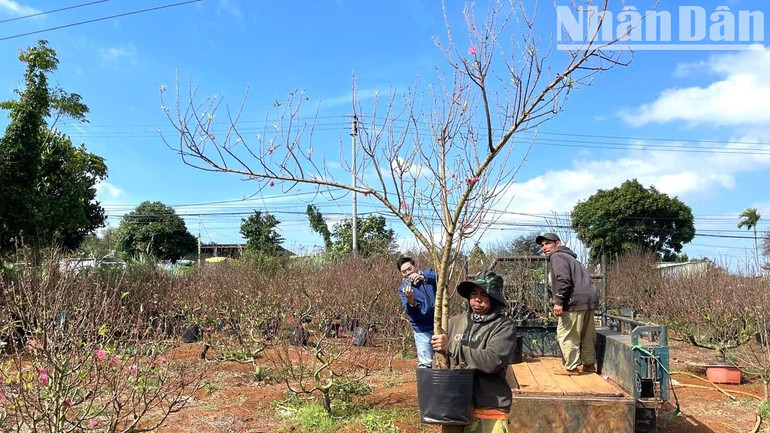 Các chủ vườn đào cũng tất bật chuẩn bị những chậu đào, cành đào đẹp nhất phục vụ khách. Các chủ vườn đào cũng tất bật chuẩn bị những chậu đào, cành đào đẹp nhất phục vụ khách.
