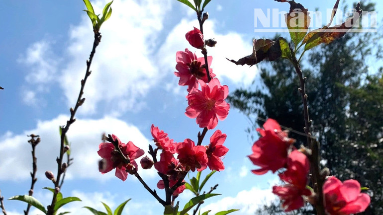 Cây đào trồng ở vùng đất thị xã Buôn Hồ không chỉ sinh trưởng tốt mà sắc hoa cũng không thua kém gì so với hoa đào trồng ở miền bắc. Cây đào trồng ở vùng đất thị xã Buôn Hồ không chỉ sinh trưởng tốt mà sắc hoa cũng không thua kém gì so với hoa đào trồng ở miền bắc.