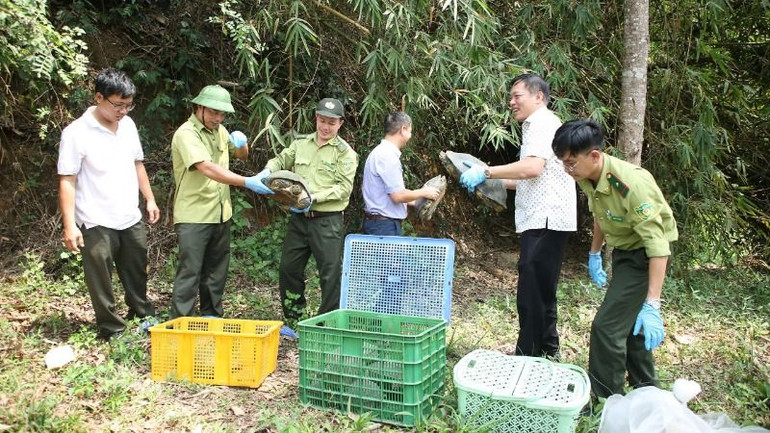 Công tác kiểm tra sức khỏe của rùa để thả về với tự nhiên.