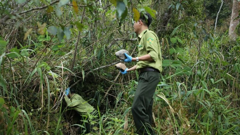 Thả Rùa vàng về với tự nhiên.