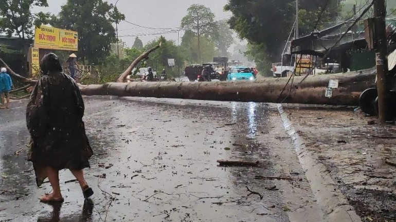 Các ngành chức năng cắt dọn và thu gom cây ngã đổ.