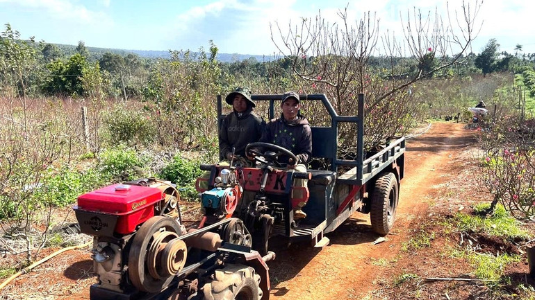 Những hộ trồng đào ở phường Thống Nhất, thị xã Buôn Hồ tất bật chuẩn bị những chậu đào đẹp nhất phục vụ khách mua về chơi Tết. Những hộ trồng đào ở phường Thống Nhất, thị xã Buôn Hồ tất bật chuẩn bị những chậu đào đẹp nhất phục vụ khách mua về chơi Tết.