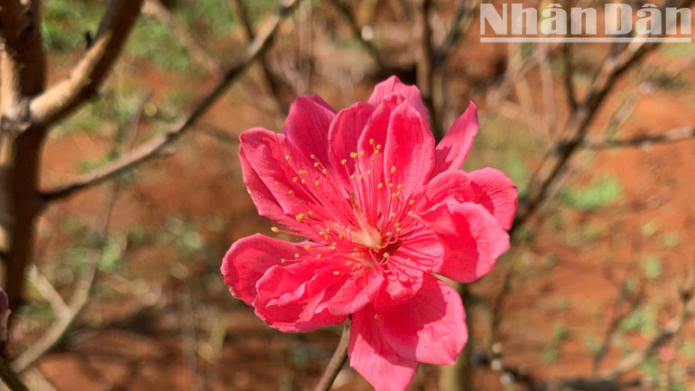 Mỗi năm hoa đào nở báo hiệu mùa Xuân đang về. Mỗi năm hoa đào nở báo hiệu mùa Xuân đang về.