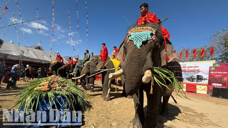 Những chú voi được trang trí đẹp mắt để tham gia Hội voi Buôn Đôn năm 2025. Những chú voi được trang trí đẹp mắt để tham gia Hội voi Buôn Đôn năm 2025.