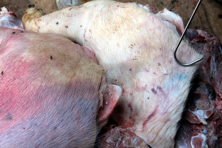 Số thịt lợn tím tái, bốc mùi hôi thối.