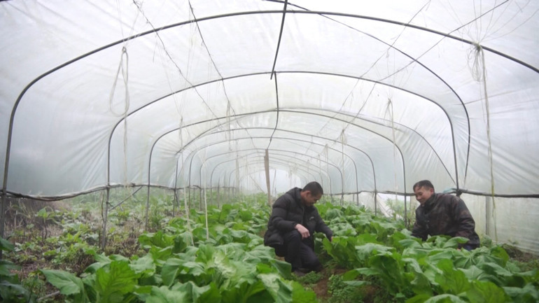 Bảo vệ rau màu trong giá rét tại Sapa. Bảo vệ rau màu trong giá rét tại Sapa.