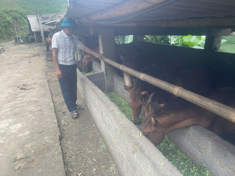 Hiệu quả từ nguồn tín dụng chính sách tại Bát Xát.