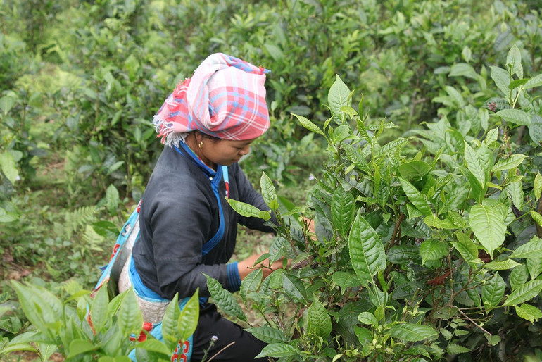 Ngành nông nghiệp Lào Cai đối mặt nhiều khó khăn vì thiên tai thời tiết.