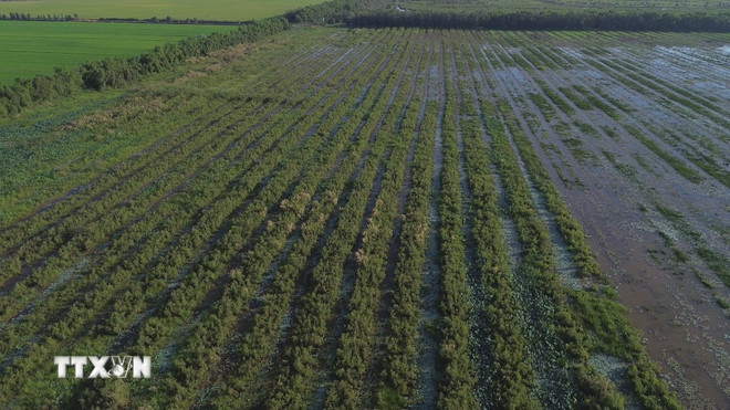 17ha rừng được phục hồi tại Khu bảo tồn đất ngập nước Láng Sen, huyện Tân Hưng, tỉnh Long An. (Ảnh: TTXVN phát) 17ha rừng được phục hồi tại Khu bảo tồn đất ngập nước Láng Sen, huyện Tân Hưng, tỉnh Long An. (Ảnh: TTXVN phát)