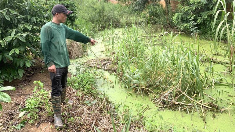 Dọc tường rào của trang trại, phía bên ngoài rẫy cà-phê của người dân nước thải từ trang trại chăn nuôi thấm ra tạo thành những hố nước bốc mùi hôi thối.