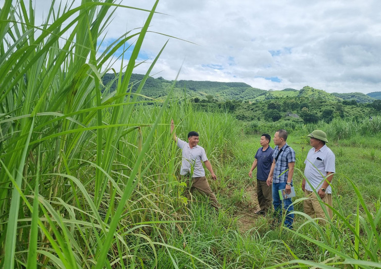 Lãnh đạo bản Giàn mô tả tại thời điểm tháng 8/2022 nước ngập dâng cao đến ngọn cỏ voi. Lãnh đạo bản Giàn mô tả tại thời điểm tháng 8/2022 nước ngập dâng cao đến ngọn cỏ voi.